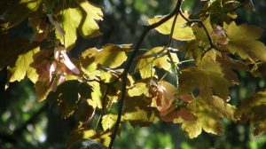 Blätter und Früchte des Bergahorns