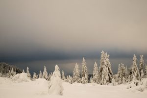 Nationalpark Schwarzwald Magazin, Jahreswechsel-Grüße, Grinden im Schnee, Bild: Arne Kolb/Nationalpark Schwarzwald
