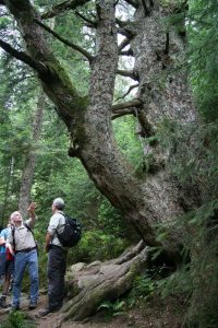 Nationalpark Schwarzwald Magazin Online, Jahresprogramm 2017, Führungen mit Nationalparkleitung und Rangern