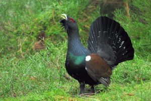 Nationalpark Schwarzwald Magazin Online, Rote Liste der Brutvogelarten, Auerhahn, Foto: Nationalpark