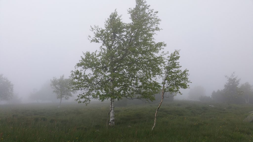 Nationalpark Schwarzwald Magazin, Baum, Birken im Nebel, Bild: Franziska-Schick