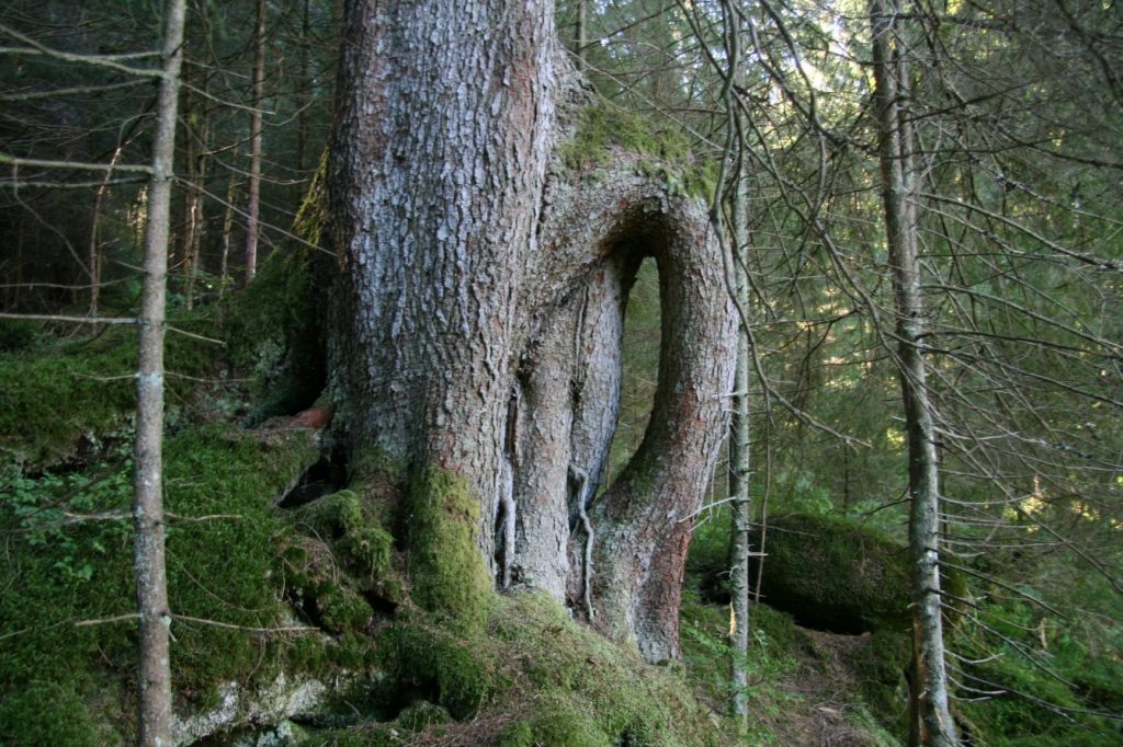 Nationalpark Schwarzwald Magazin, Baum, Stelzenwurzler, Bild: Franziska Schick
