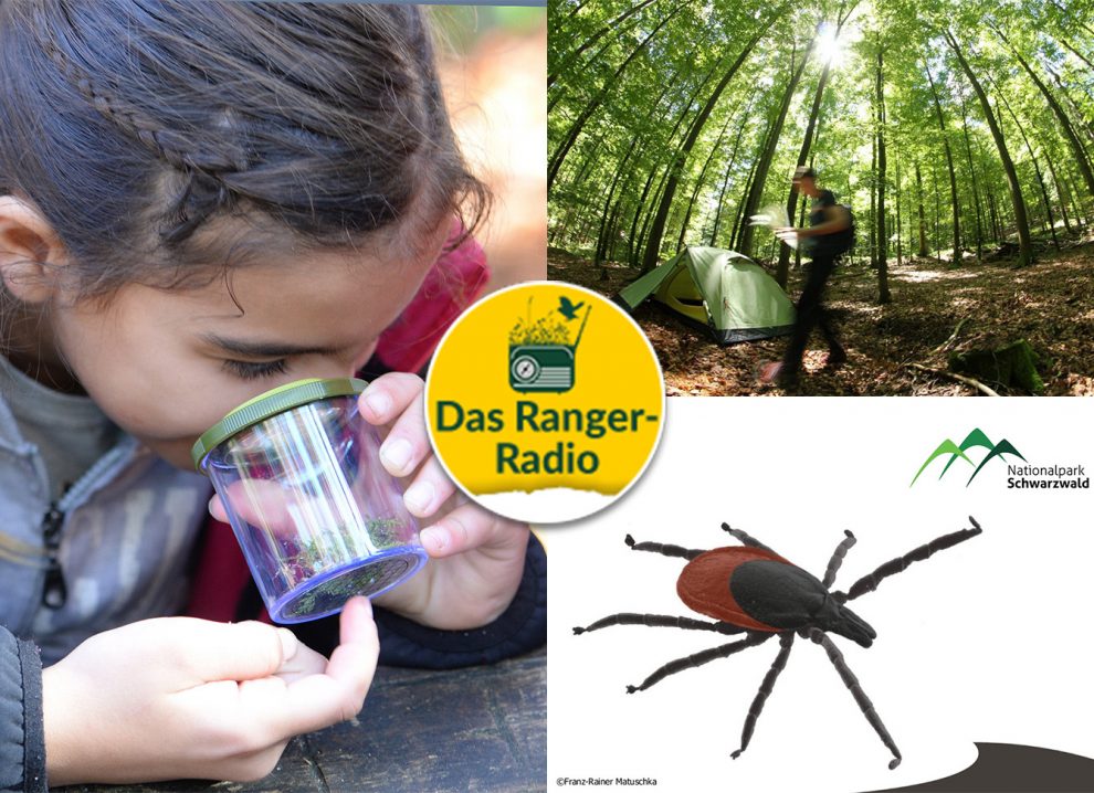 Nationalpark Schwarzwald Magazin, neue welle, ranger-radio: girls day, trekking schwarzwald und zecken