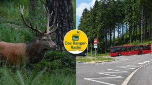 Nationalpark Schwarzwald Magazin, neue welle, ranger-radio: rothirsch, verkehrskonzept, pilzvielfalt