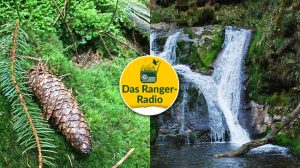 Nationalpark Schwarzwald Magazin, neue welle, Ranger-Radio: Waldmanagement und Führung mit der Nationalparkleitung zum Thema Nationalpark und Tourismus