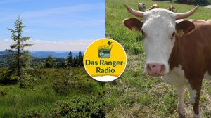 Nationalpark Schwarzwald Magazin, neue welle, Ranger-Radio: Weidetiere komplett, Ankündigung Grindenfest, Bärenpark bekommt Kräutergarten