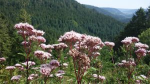 Nationalpark Schwarzwald Magazin, Bild der Woche, immer noch üppige Sommerblüte am 06. September 2017