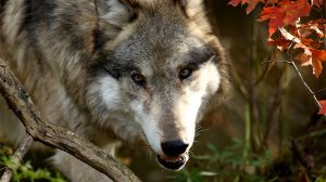 Nationalpark Schwarzwald Magazin, Wolf im Herbst, Bild: Shutterstock/John Wijsman