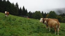 Nationalpark Schwarzwald Magazin, Bild der Woche, wetterfeste Rinder am 14. September 2017