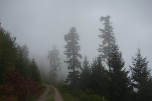 Nationalpark Schwarzwald Magazin, Bild der Woche, nebelverhangen am 11. Oktober 2017