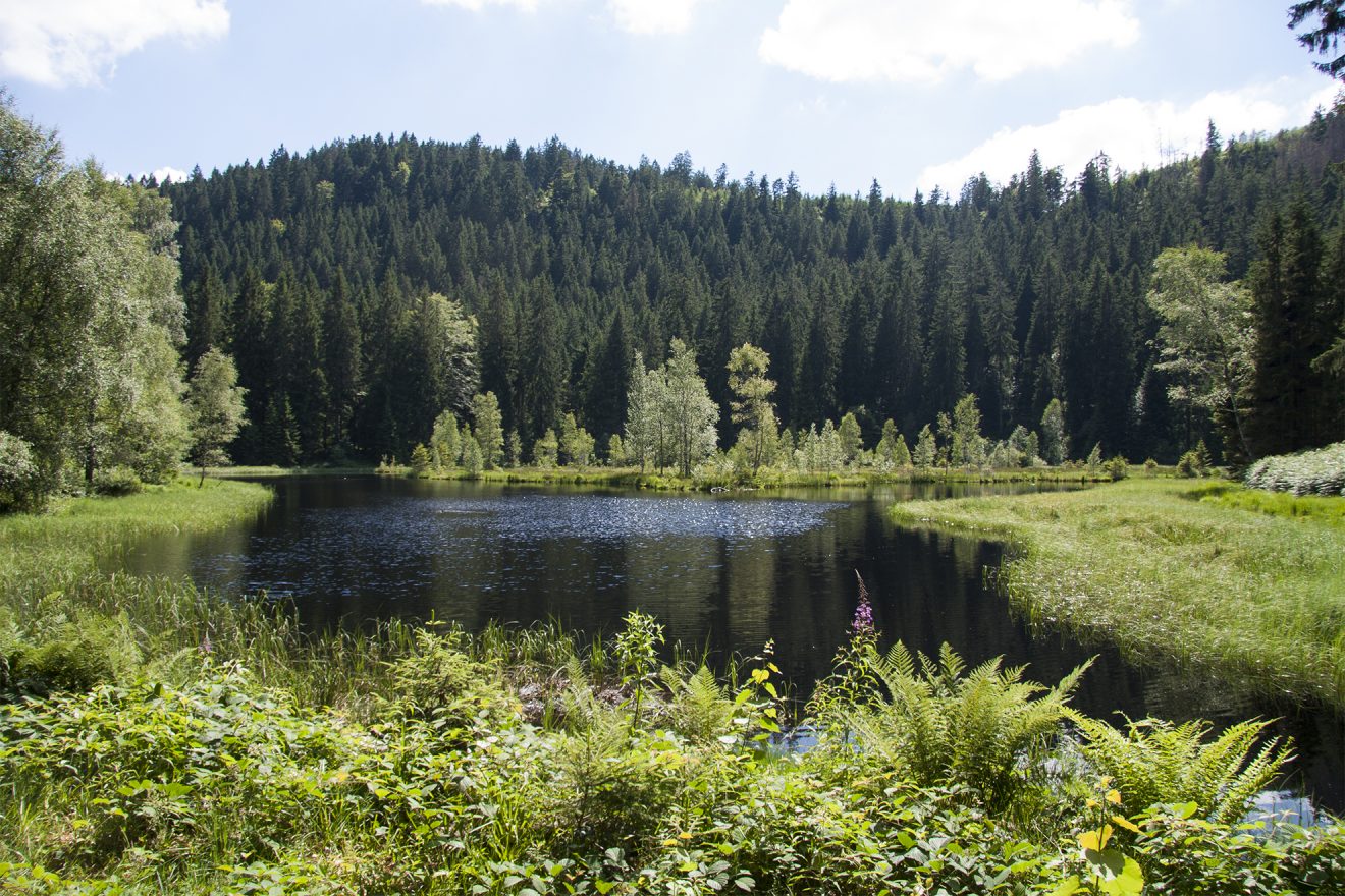 Nationalpark Schwarzwald Magazin, Menschen, Walter Trefz hatte hier am Buhlbachsee ein Aha-Erlebnis