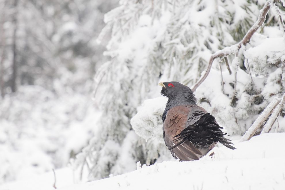 Nationalpark Schwarzwald Magazin: In der Winterzeit trotzt nicht nur der Auerhahn der Kälte und fehlendem Futter, Bild: Arne Kolb/Nationalpark Schwarzwald